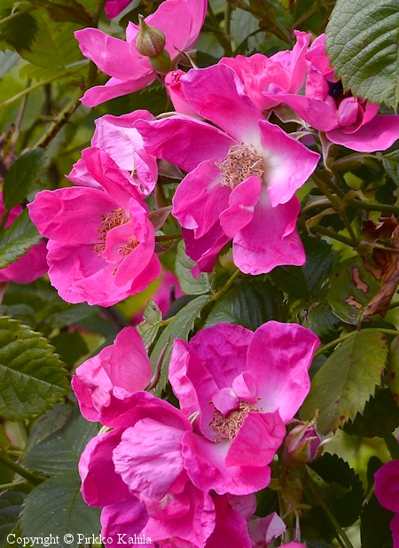 Rosa Centifolia-Ryhm 'Loiste'